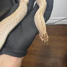 Superarctic Superconda x Arctic Snow Hognose Pair