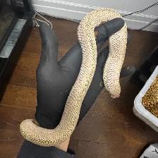 Superarctic Superconda x Arctic Snow Hognose Pair - Photo 2