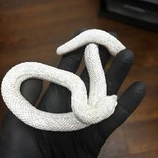Superarctic Superconda x Arctic Snow Hognose Pair - Photo 3