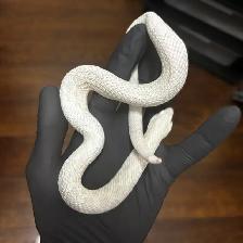 Superarctic Superconda x Arctic Snow Hognose Pair - Photo 4