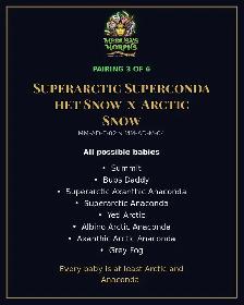 Superarctic Superconda x Arctic Snow Hognose Pair - Photo 5