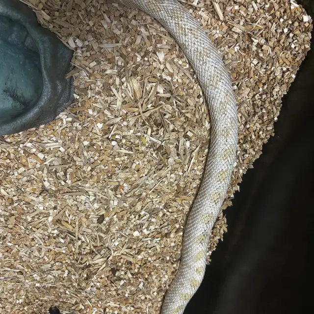 AAA x Superarctic Albino Anaconda Hognose Pair