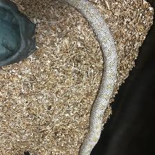 AAA x Superarctic Albino Anaconda Hognose Pair