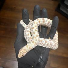 AAA x Superarctic Albino Anaconda Hognose Pair - Photo 2