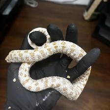 AAA x Superarctic Albino Anaconda Hognose Pair - Photo 3