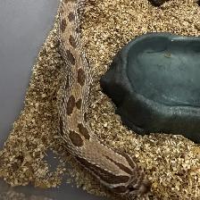 Anaconda het Snow x Albino Superconda het Snow Hognose Pair