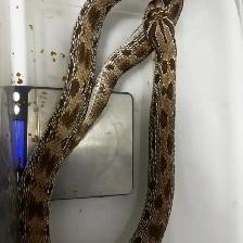 Anaconda het Snow x Albino Superconda het Snow Hognose Pair - Photo 2
