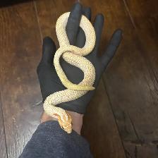 Anaconda het Snow x Albino Superconda het Snow Hognose Pair - Photo 3