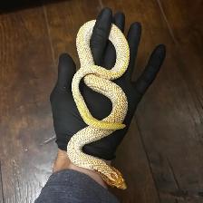 Anaconda het Snow x Albino Superconda het Snow Hognose Pair - Photo 4