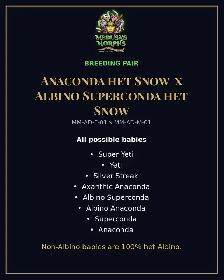 Anaconda het Snow x Albino Superconda het Snow Hognose Pair - Photo 5