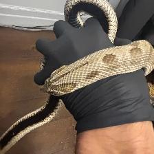 Anaconda het Coral x Albino Superconda Hognose Pair