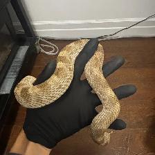 Anaconda het Coral x Albino Superconda Hognose Pair - Photo 2