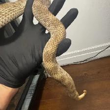 Anaconda het Coral x Albino Superconda Hognose Pair - Photo 3