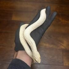 Anaconda het Coral x Albino Superconda Hognose Pair - Photo 4