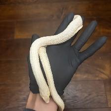 Anaconda het Coral x Albino Superconda Hognose Pair - Photo 5