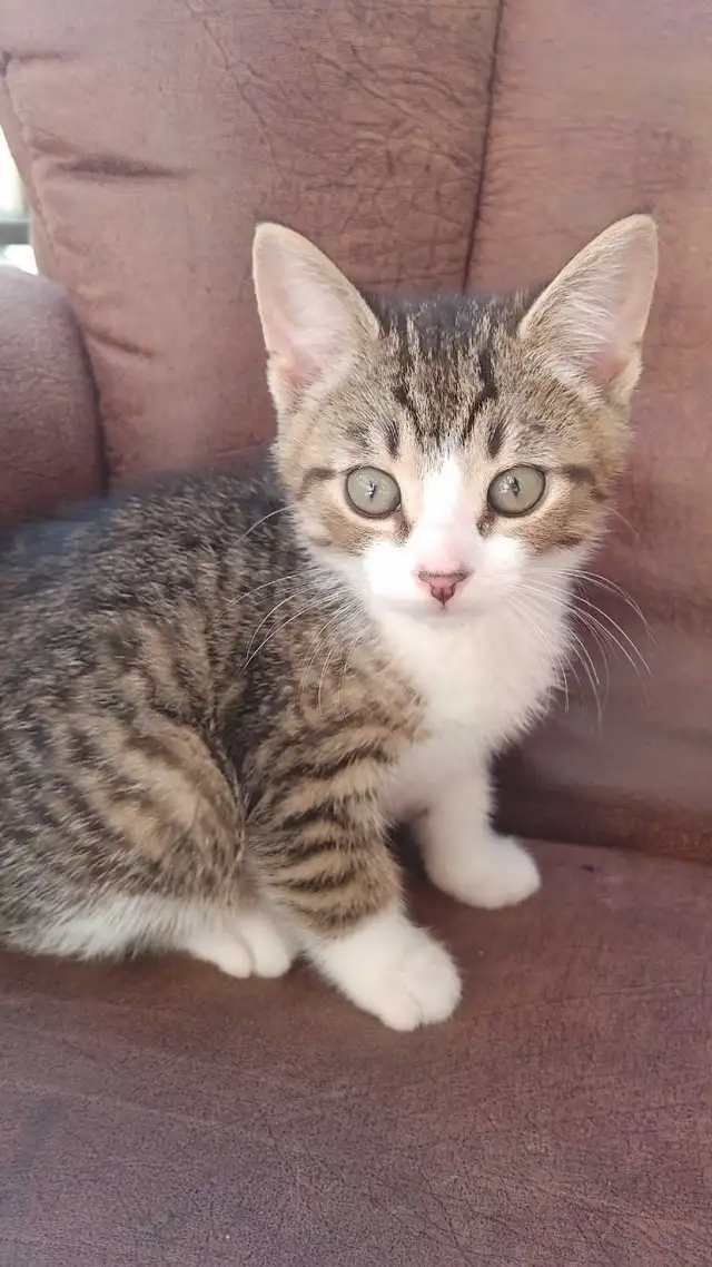 chatons à vendre