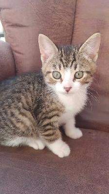 chatons à vendre