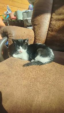 chatons à vendre - Photo 2