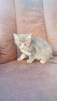 chatons à vendre - Photo 3