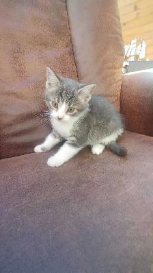 chatons à vendre - Photo 4