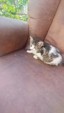 chatons à vendre - Photo 5