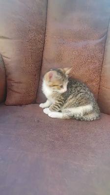 chatons à vendre - Photo 6
