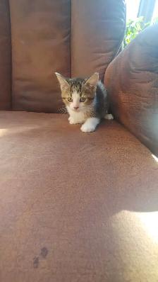chatons à vendre - Photo 7