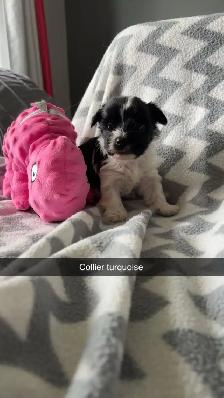 Morki male et femelle