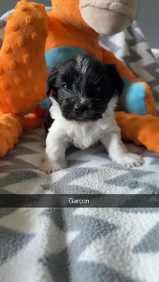 Morki male et femelle - Photo 2