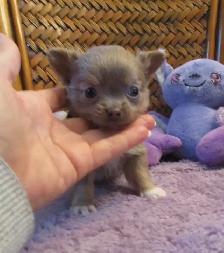 'Chihuahua Tiny Male Lilac Long Haired'