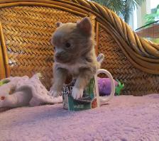 'Chihuahua Tiny Male Lilac Long Haired' - Photo 2