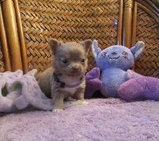 'Chihuahua Tiny Male Lilac Long Haired' - Photo 3