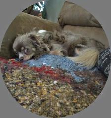 'Chihuahua Tiny Male Lilac Long Haired' - Photo 5