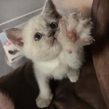 Scottish fold Siamese boys 2 left - Photo 2