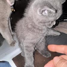 Scottish fold Siamese boys 2 left - Photo 6