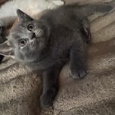 Scottish fold Siamese boys 2 left - Photo 7