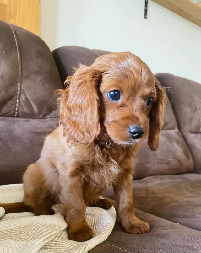 Cavapoo puppy… 1 girl left!