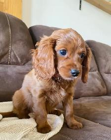 Cavapoo puppy… 1 girl left!
