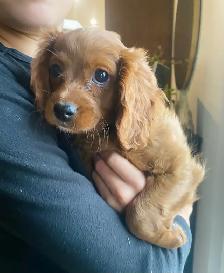 Cavapoo puppy… 1 girl left! - Photo 2