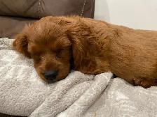 Cavapoo puppy… 1 girl left! - Photo 3