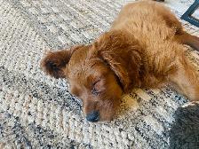 Cavapoo puppy… 1 girl left! - Photo 4