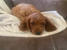 Cavapoo puppy… 1 girl left! - Photo 5