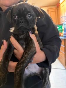Boston terrier pug puppies for sale - Photo 2