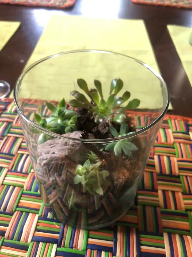 Halloween.,Terrarium Succulentes en verre, plantes, cadeau, Noël