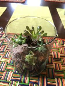 Halloween.,Terrarium Succulentes en verre, plantes, cadeau, Noël