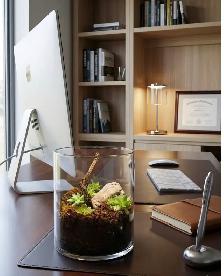 Halloween.,Terrarium Succulentes en verre, plantes, cadeau, Noël - Photo 2