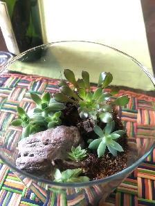 Halloween.,Terrarium Succulentes en verre, plantes, cadeau, Noël - Photo 4