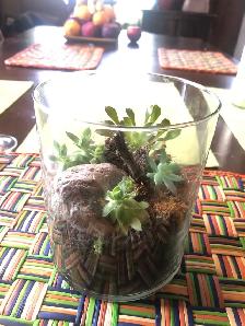 Halloween.,Terrarium Succulentes en verre, plantes, cadeau, Noël - Photo 6