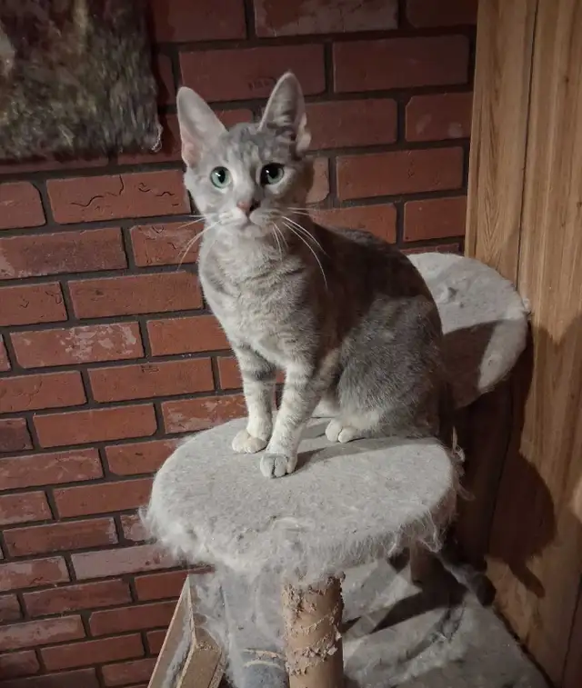 Friendly female cat