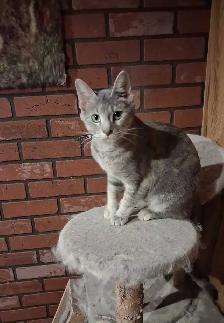 Friendly female cat - Photo 2
